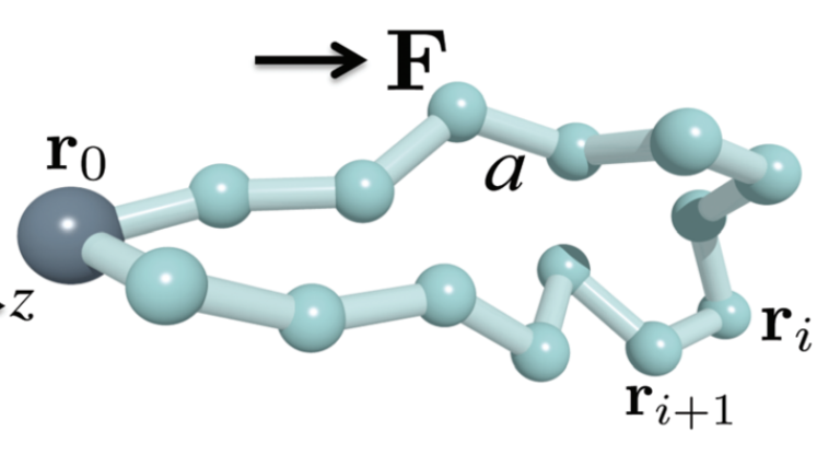 Shape of polymer loops