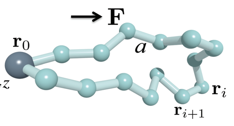 Towards entry "Shape of polymer loops"