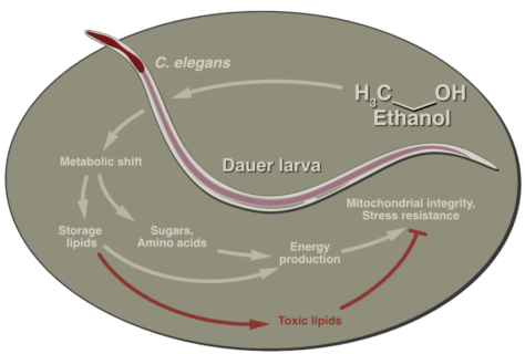 Towards entry "Alcohol prolongs lifespan of nematodes"