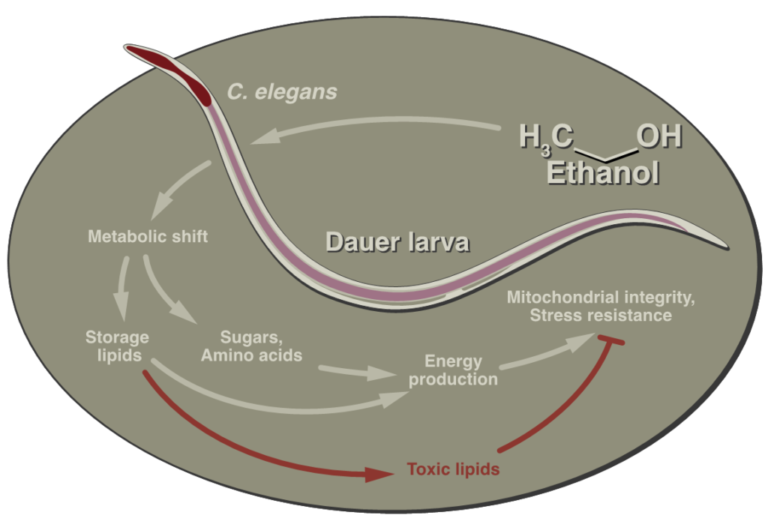 Alcohol prolongs lifespan of nematodes