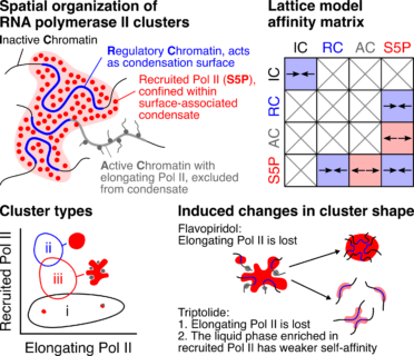 Towards entry "RNA polymerase II clusters form in line with surface condensation on regulatory chromatin"