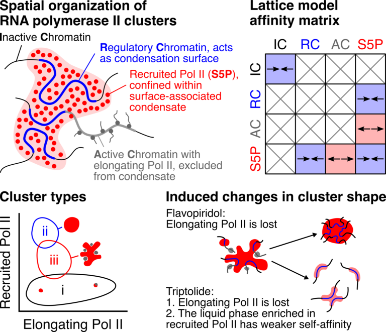 RNA polymerase II clusters form in line with surface condensation on regulatory chromatin