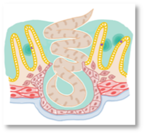 Sketch of a helminth worm breaking through the gut barrier