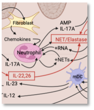 Schematic diagram of cells and cytokines involved in the inflammatory process of psoriasis