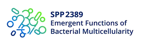 Logo of the Priority Program "Emergent Functions of Bacterial Multicellularity"