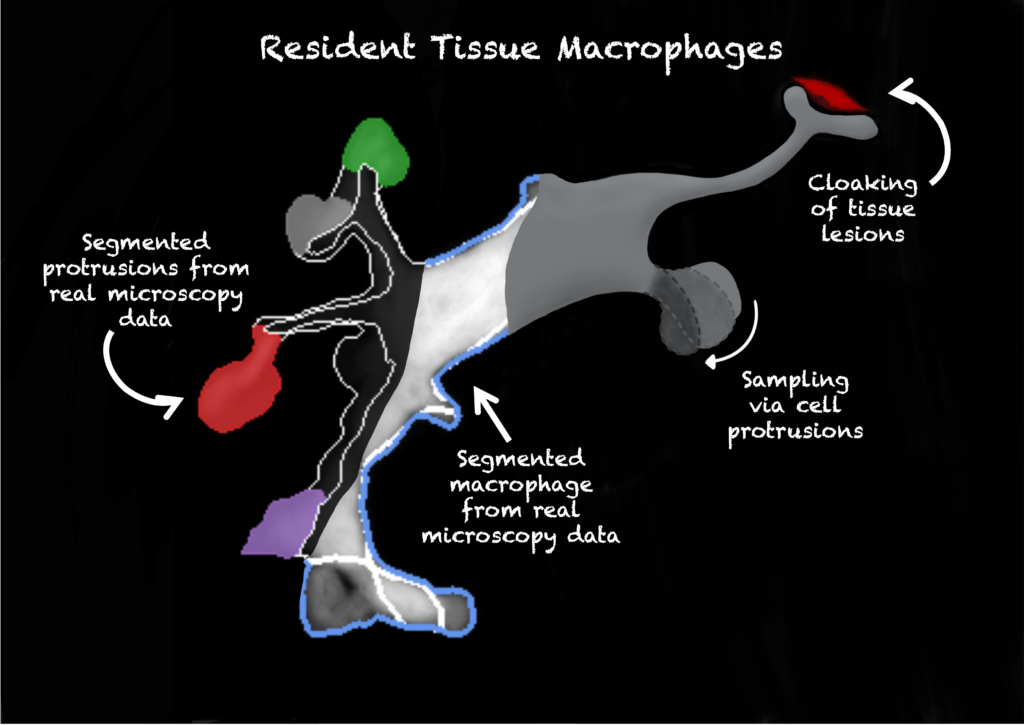 Sketch of an immune cell called macrophage on a black background